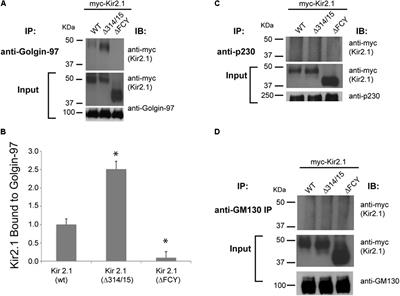 Golgin-97 Targets Ectopically Expressed Inward Rectifying Potassium Channel, Kir2.1, to the trans-Golgi Network in COS-7 Cells